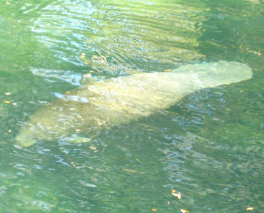 manatee